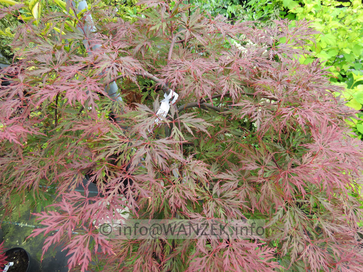 Acer palmatum Dissectum Orangeola 02.JPG